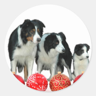 Sticker Rond Frontière Chiens de Collie avec des ornements roug