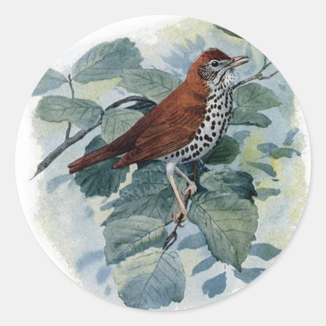 Sticker Rond Fruit de bois sur une brindille (Devant)