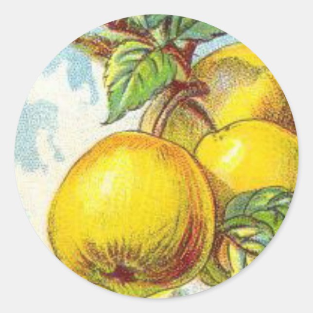 Sticker Rond Fruit poire vintage illustration jaune vert (Devant)
