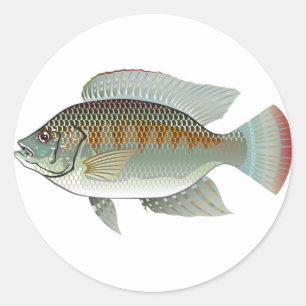 Sticker Rond Fruits de mer crus Tilapia Fish Vector