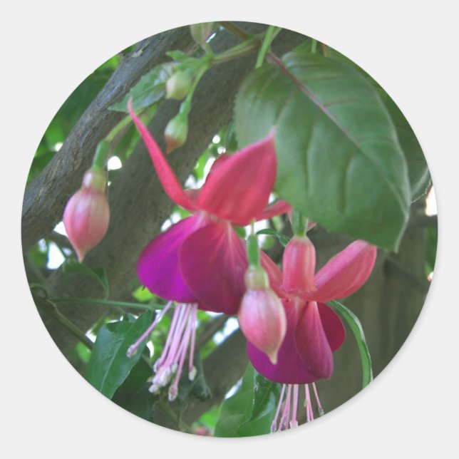 Sticker Rond Fuchsia 2 (Devant)