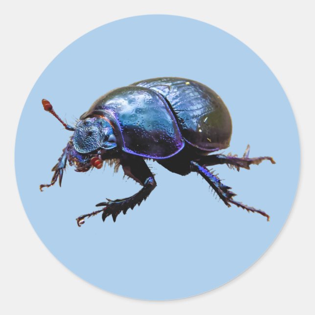 Sticker Rond Fumier Dor Beetle Blue Fumier Bug (Devant)