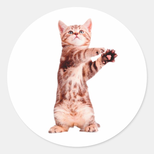 Sticker Rond Funny debout chaton joueuse (Devant)