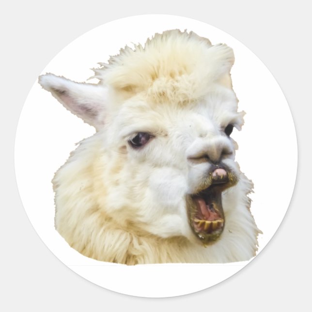 Sticker Rond Funny face riant des dents d'Alpaka Crazy Lama (Devant)