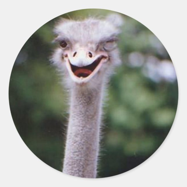 Sticker Rond Funny Ostrich (Devant)