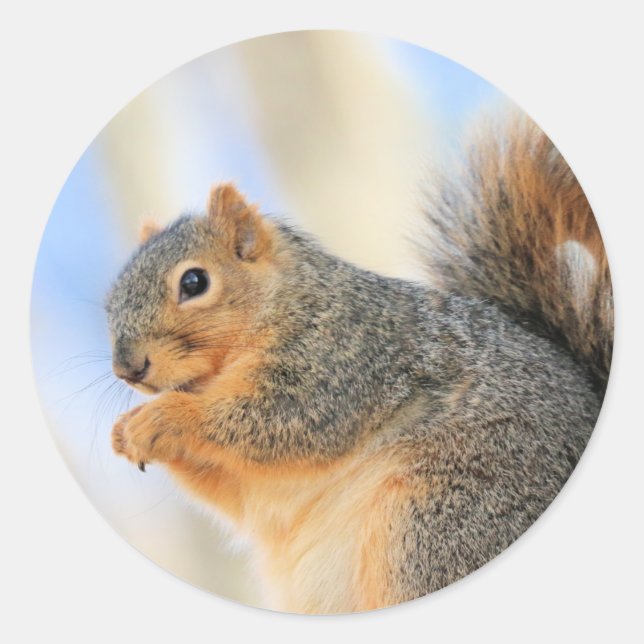 Sticker Rond Furball d'aujourd'hui (Devant)