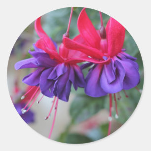 Sticker Rond Fuschias fabuleux