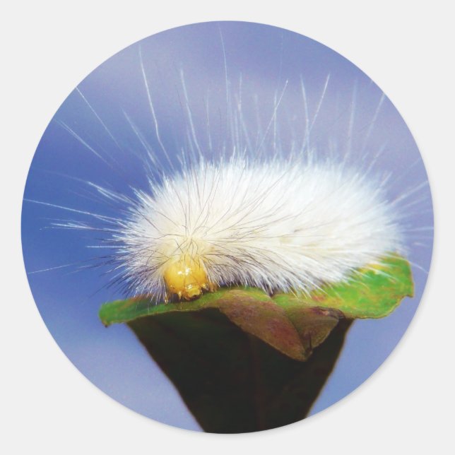 Sticker Rond Fuzzy White Caterpillar (Devant)