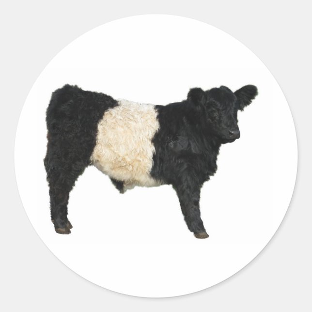 Sticker Rond Galloway Steer Cutout (Devant)