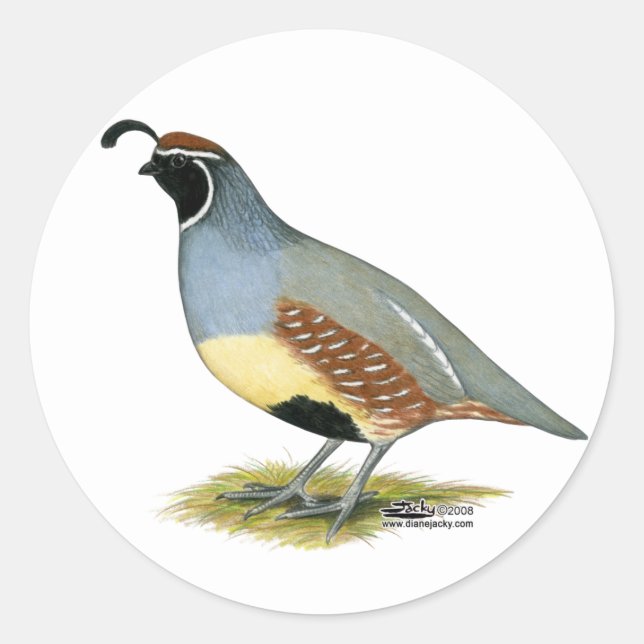Sticker Rond Gambel's Desert Quail (Devant)