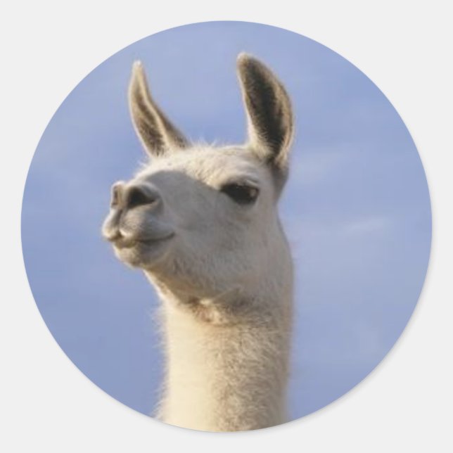 Sticker Rond Garde Llama (Devant)