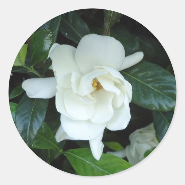 Sticker Rond Gardenia (Devant)