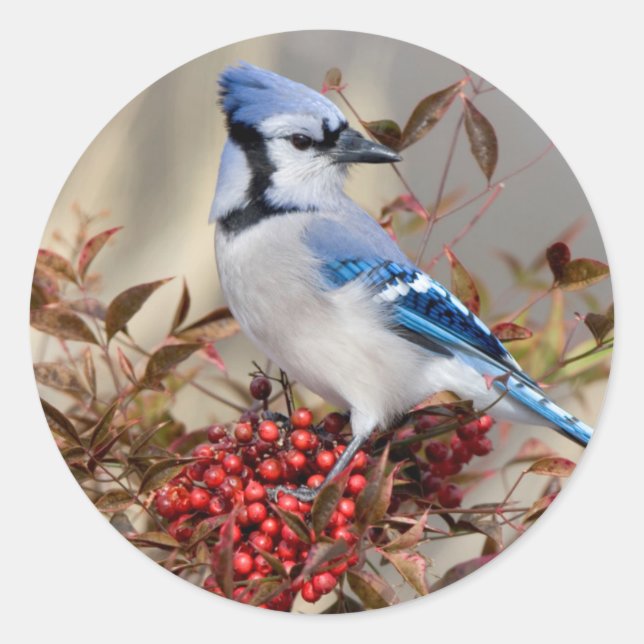 Sticker Rond Geai bleu dans le bambou céleste Nandina (Devant)