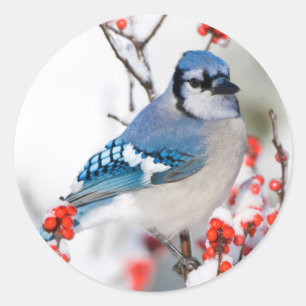 Sticker Rond Geai bleu dans l'Ilex verticillé