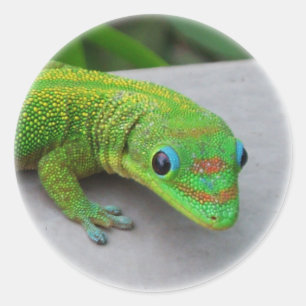 Sticker Rond Gecko Gold Dust Day - Audition et obtenir quelques