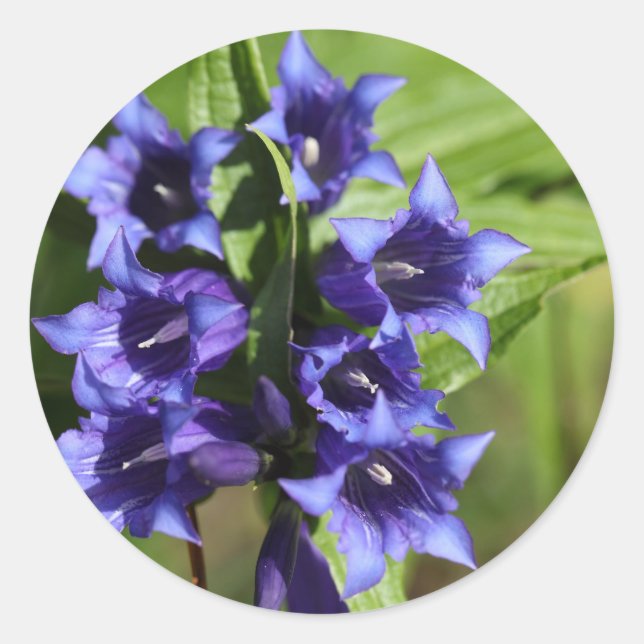 Sticker Rond Gentiane de saule (Gentiana asclepiadea) (Devant)