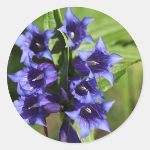 Sticker Rond Gentiane de saule (Gentiana asclepiadea)