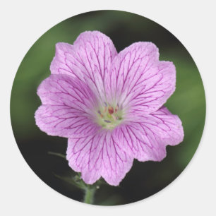 Sticker Rond Geranium Endressii