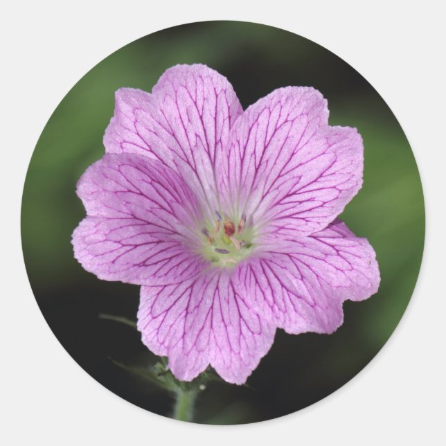 Sticker Rond Geranium Endressii (Devant)