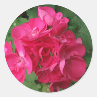 Sticker Rond Geraniums roses