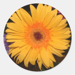 Sticker Rond Gerber Daisy Jaune