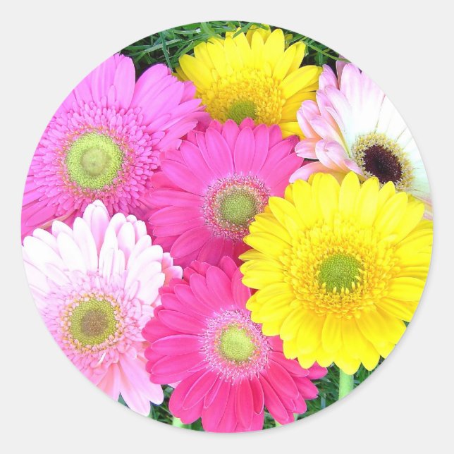 Sticker Rond Gerbera Daisy Colors (Devant)