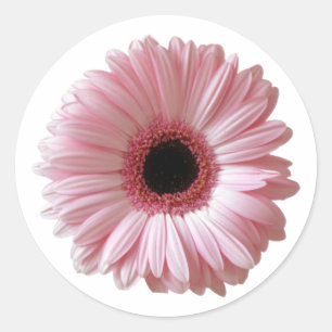 Sticker Rond Gerbera Daisy Rose