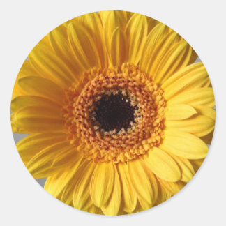 Sticker Rond Gerbera jaune soleil