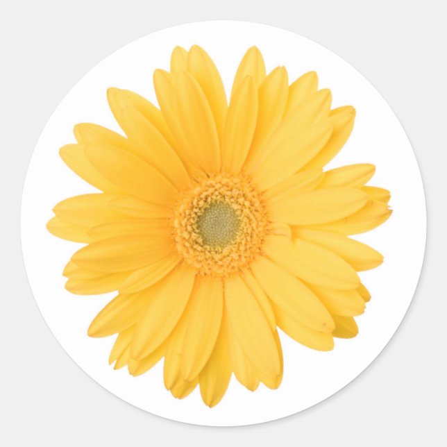 Sticker Rond Gerbera jaune vif Fleur marguerite (Devant)