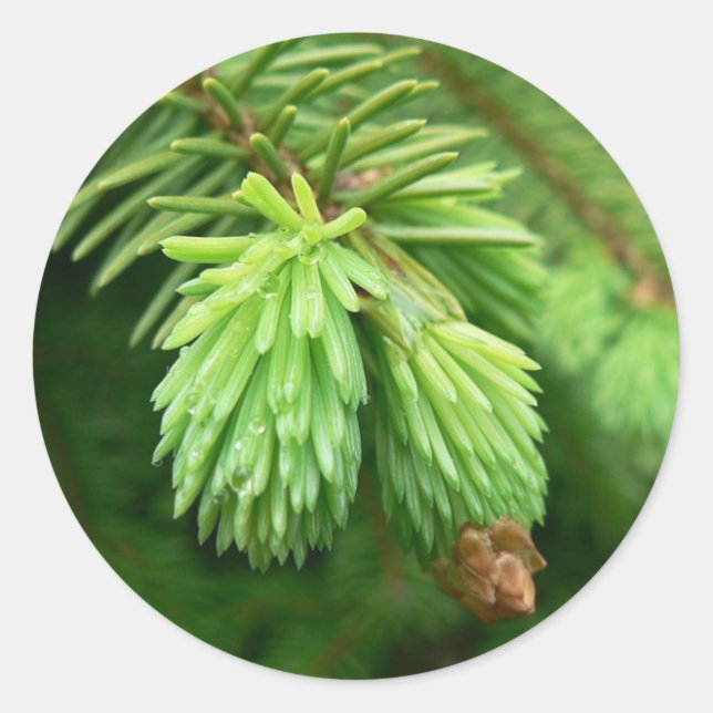 Sticker Rond Germes d'épinette rouge (Devant)