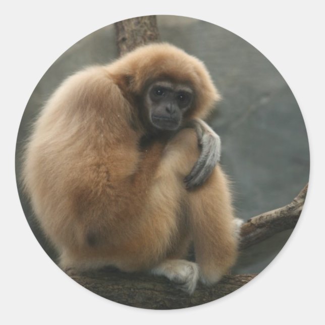 Sticker Rond Gibbon lar à la main blanche (Devant)
