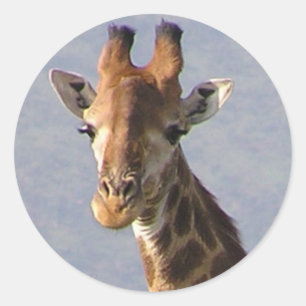 Sticker Rond Girafe