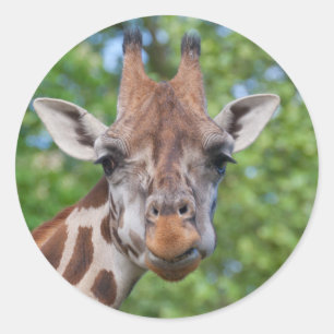 Sticker Rond Girafe attentive