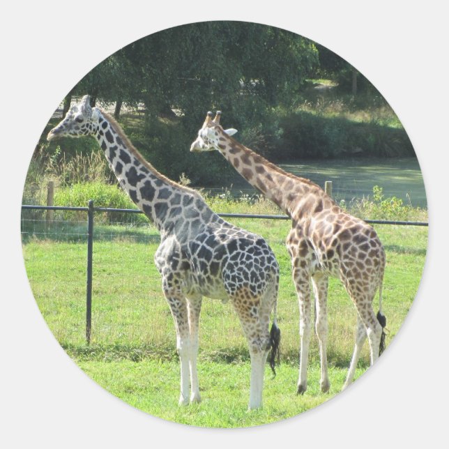 Sticker Rond Girafes en pâture (Devant)