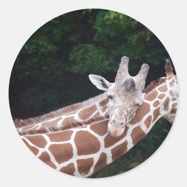 Sticker Rond girafes frottant des cou (Devant)