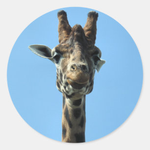 STICKER ROND GIRAFFE