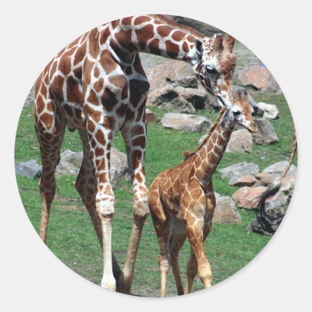 Sticker Rond Giraffe (Devant)