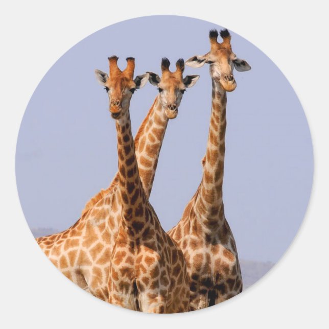 Sticker Rond Giraffes (Devant)