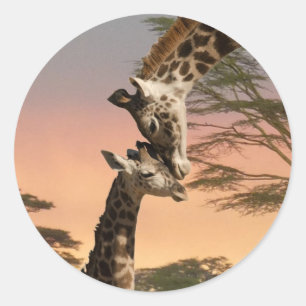 Sticker Rond Giraffes Greeting