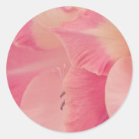 Gladiola Petals