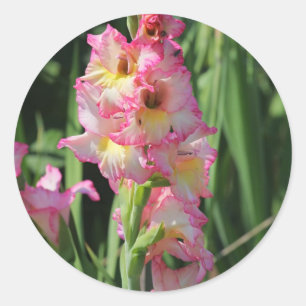 Sticker Rond Gladiole