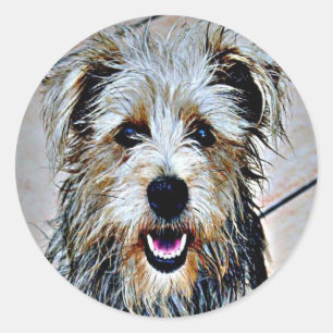 Sticker Rond Glen d'Imaal Terrier