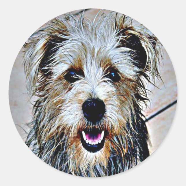 Sticker Rond Glen d'Imaal Terrier (Devant)