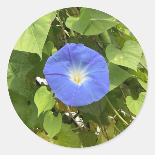 Sticker Rond Gloire du matin de l'été (Devant)