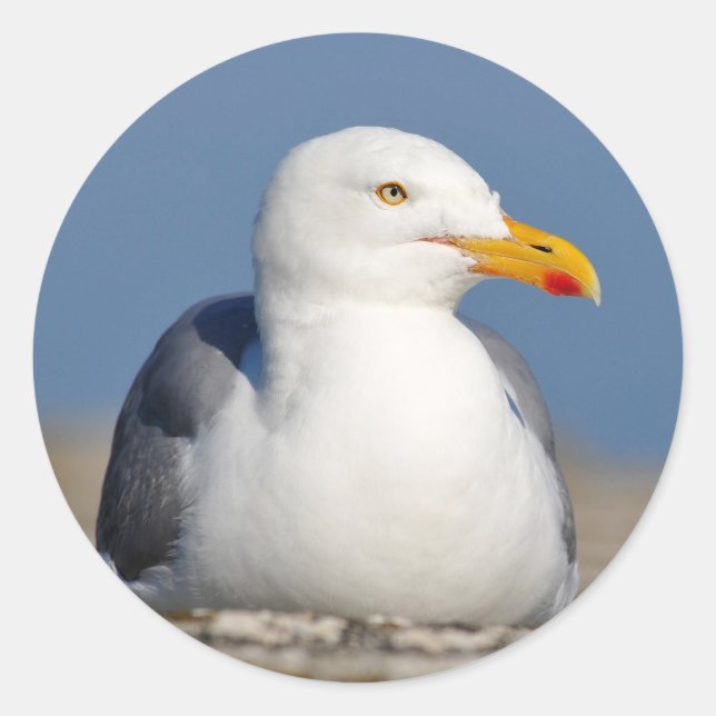 Sticker Rond Goéland argenté couché sur le mur (Devant)