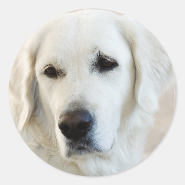 Sticker Rond Golden Retriever (Devant)