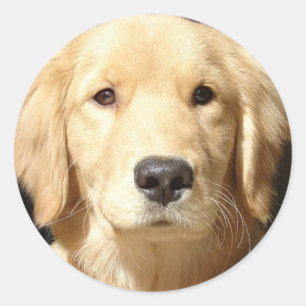 Sticker Rond Golden Retriever