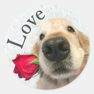 Sticker Rond Golden retriever avec amour de Valentine de rose