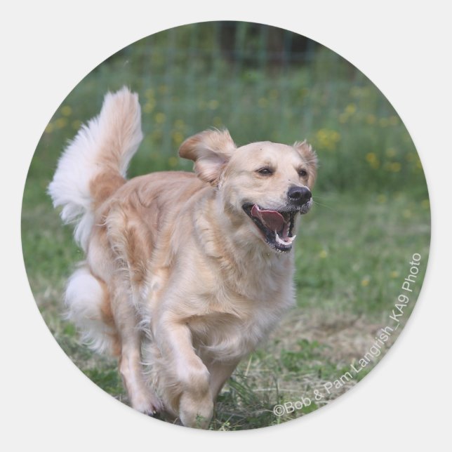 Sticker Rond Golden retriever courant 1 (Devant)
