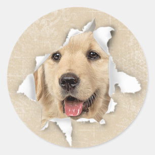 Sticker Rond Golden Retriever in Paper Hole